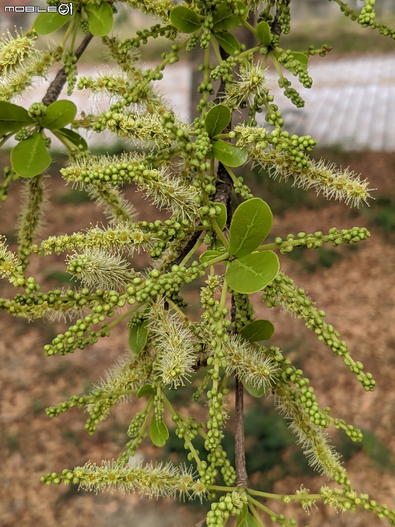 小葉欖仁+木麻黃+茄苳樹雄花+花旗木 台南市安平區湖濱水鳥公園 03/09