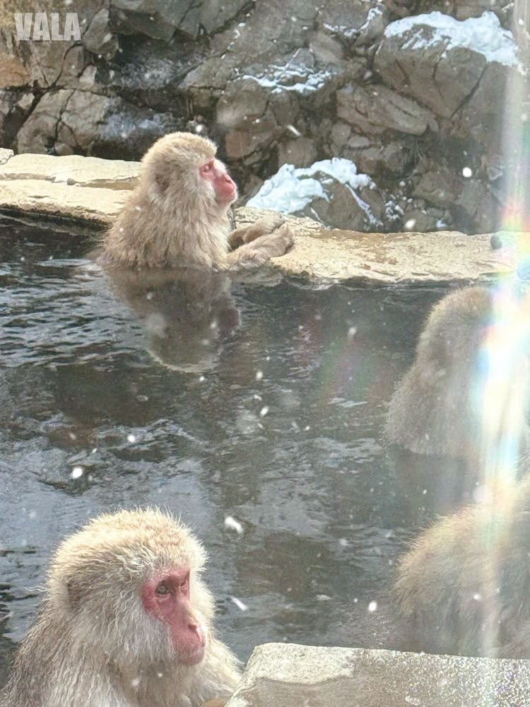 地獄谷野苑公苑。看雪猴泡湯泡溫泉真的好療癒。最淺顯易懂交通攻略