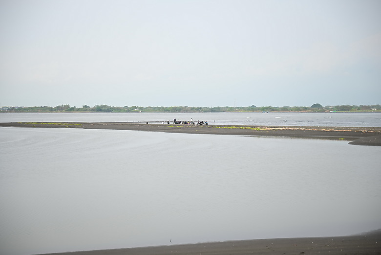 神話之鳥黑嘴端鳳頭燕鷗在高雄汕尾出現約24分鐘，2024年3月30日從下午3:55出現至4:19離開。