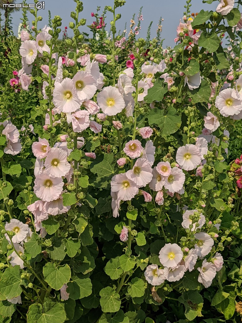 蜀葵花 臺南市學甲區光華里 03/17