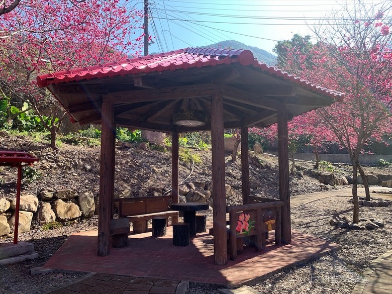 點我看大圖 免費賞櫻小秘境