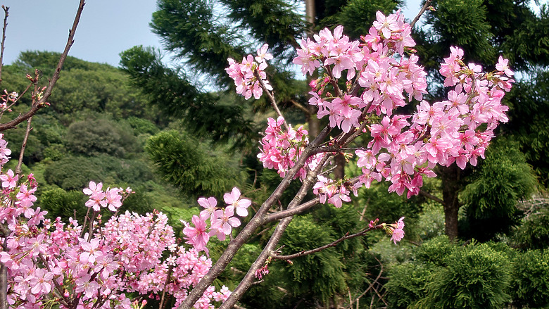 ［景點］基隆．和平島（和一路８４巷．步道）KEELUNG.Heping island(He yilu Trail)