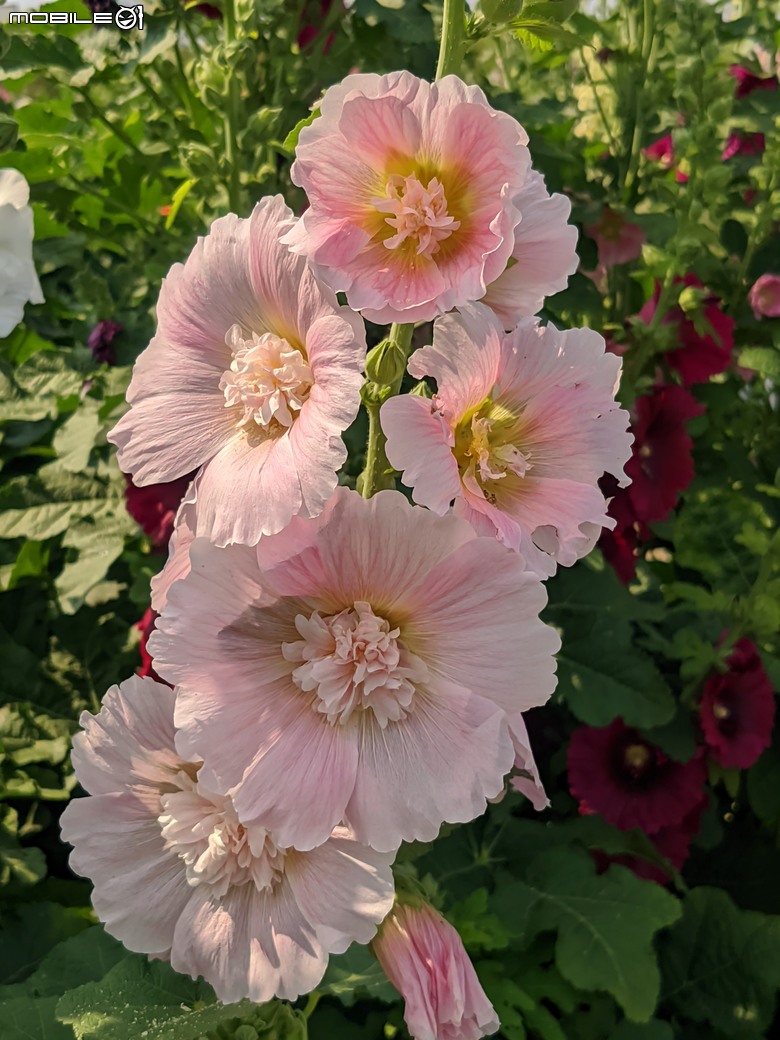 蜀葵花 臺南市學甲區光華里 03/17