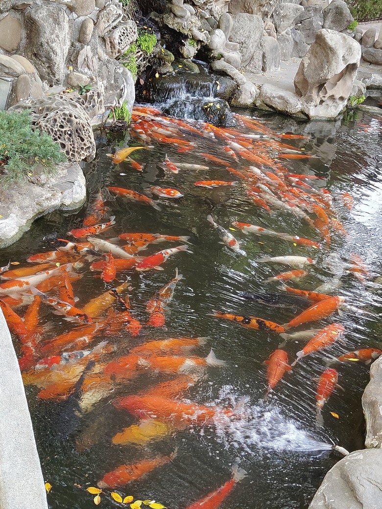 realme 12 Pro+拍照心得分享