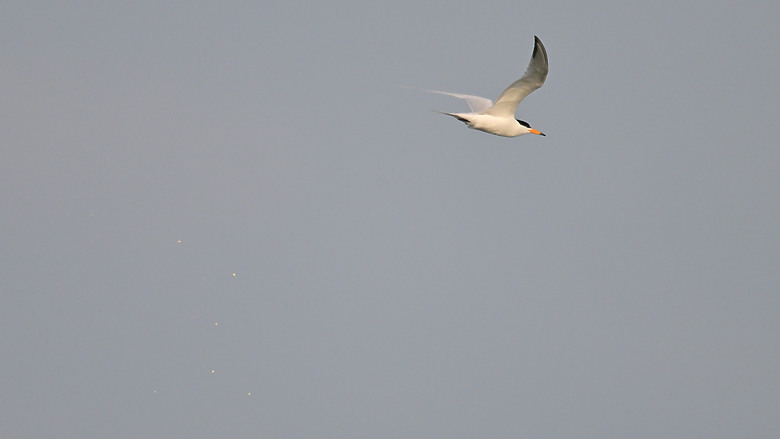 神話之鳥黑嘴端鳳頭燕鷗在高雄汕尾出現約24分鐘，2024年3月30日從下午3:55出現至4:19離開。