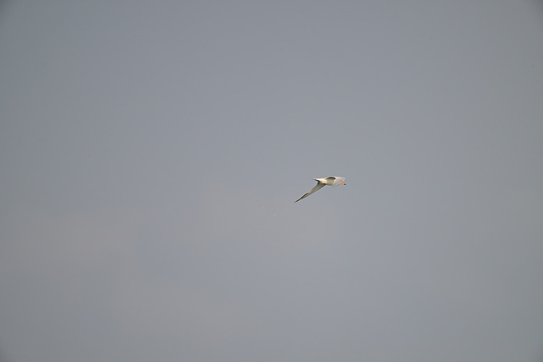 神話之鳥黑嘴端鳳頭燕鷗在高雄汕尾出現約24分鐘，2024年3月30日從下午3:55出現至4:19離開。