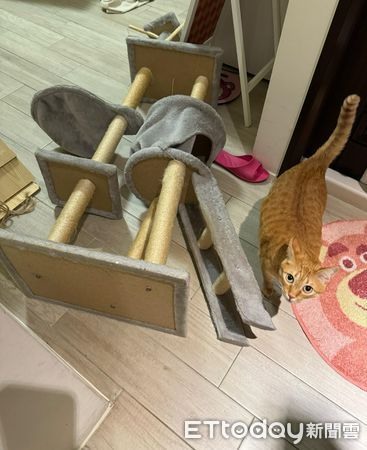 跳台怎麼是斜的?飼主笑要投訴網見「非人為因素」:建議先減肥
