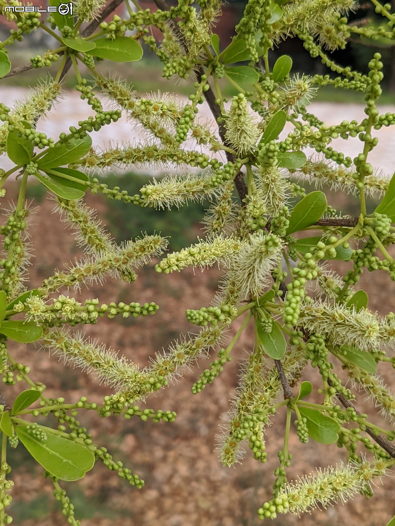小葉欖仁+木麻黃+茄苳樹雄花+花旗木 台南市安平區湖濱水鳥公園 03/09