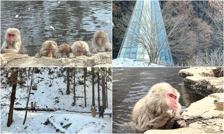 地獄谷野苑公苑。看雪猴泡湯泡溫泉真的好療癒。最淺顯易懂交通攻略