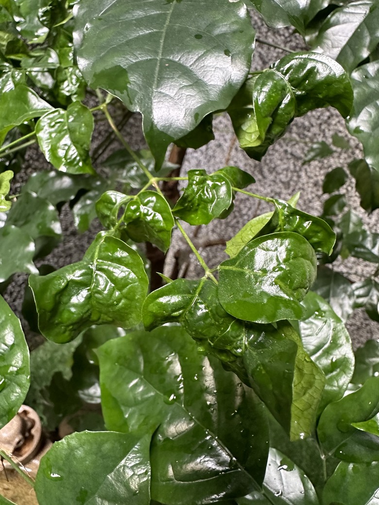 點我看大圖 請教旺旺樹修剪