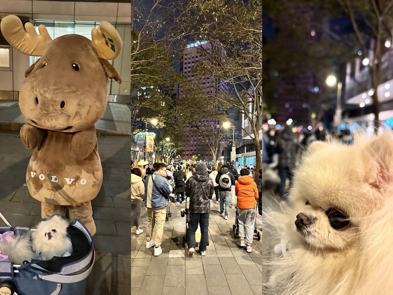 MILU寵物夜行，毛孩的道路安全值得被注意🐕