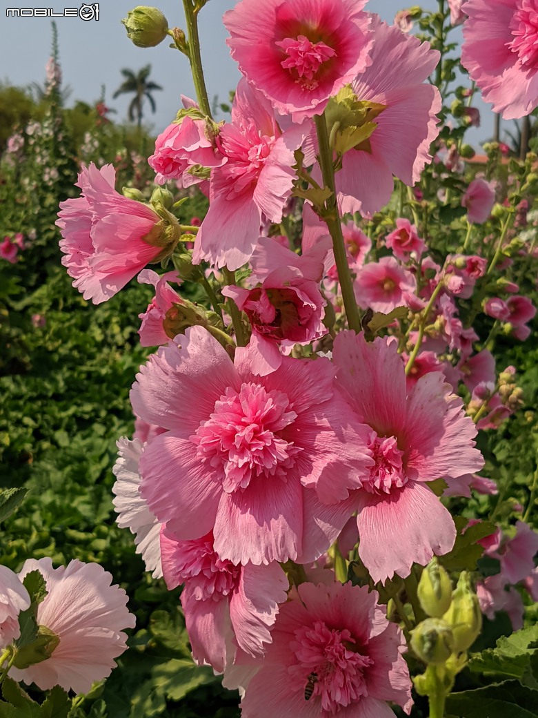 蜀葵花 臺南市學甲區光華里 03/17
