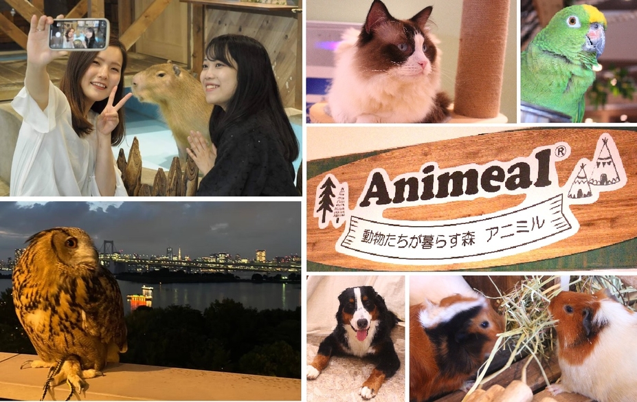 【東京都・台場】可愛動物與美麗海景療癒身心的都市型互動式動物園「Animeal」