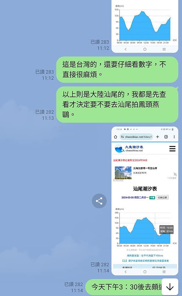 神話之鳥黑嘴端鳳頭燕鷗在高雄汕尾出現約24分鐘，2024年3月30日從下午3:55出現至4:19離開。