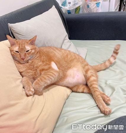 胖橘坐床上露性感蜜桃臀！「深深一條屁溝」笑翻媽：以為穿丁字褲