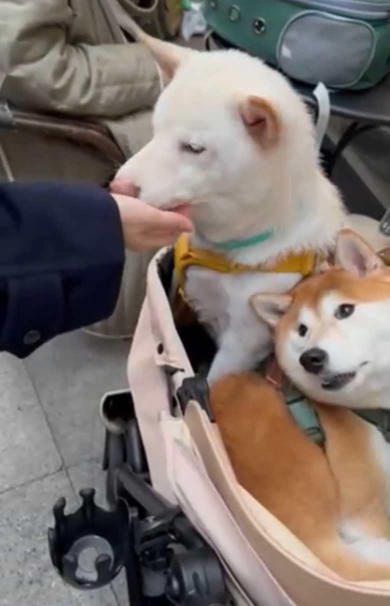 MILU寵物夜行，毛孩的道路安全值得被注意🐕