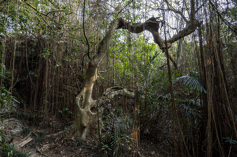點我看大圖 假日半日遊-高雄柴山O型縱走