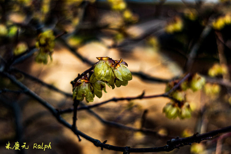 我的 R8+RF 24-50mm