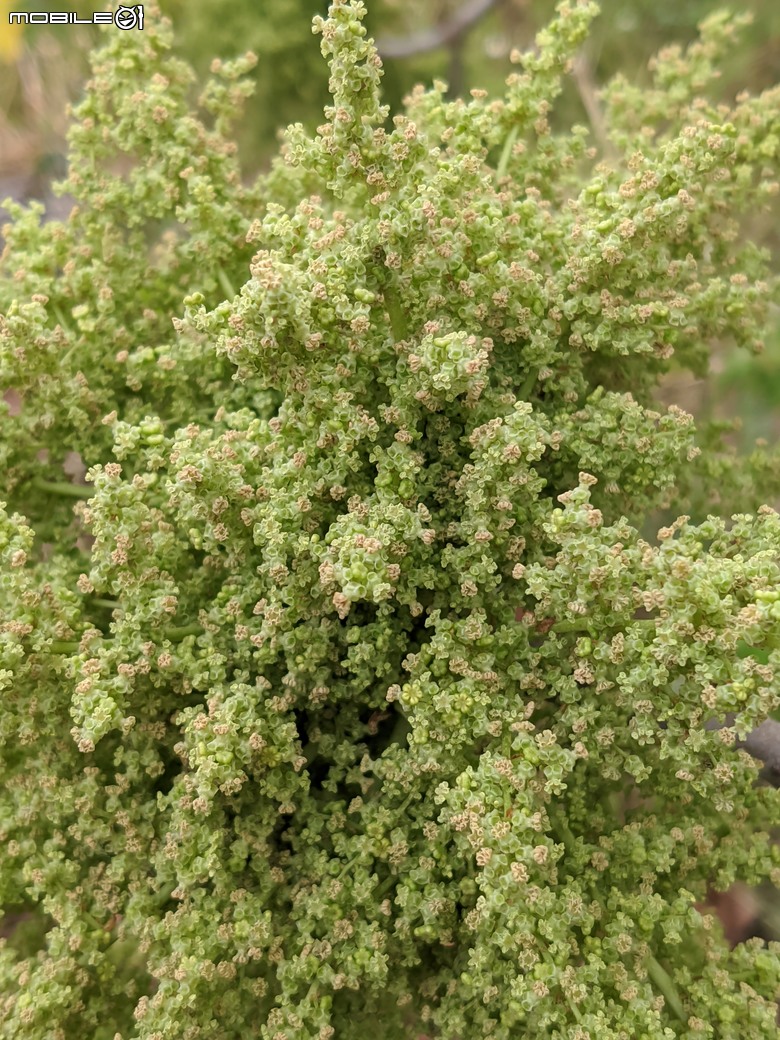 小葉欖仁+木麻黃+茄苳樹雄花+花旗木 台南市安平區湖濱水鳥公園 03/09