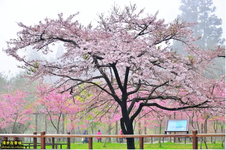 #徵旅伴 (更新)公車旅行 | 一日遊 | 阿里山櫻花季|資助旅費