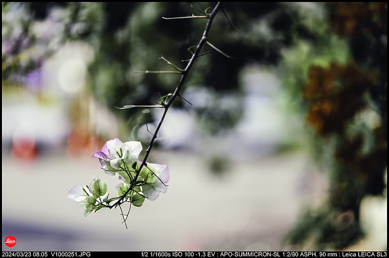 【開箱】Leica SL3 10607，新增 【SL3 韌體更新 V1.1.9 修正檔案意外覆寫錯誤】