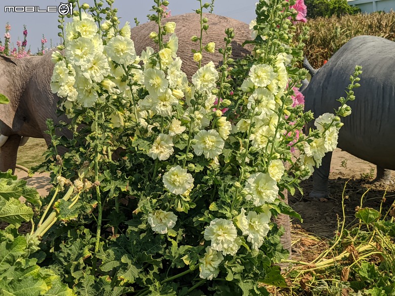 蜀葵花 臺南市學甲區光華里 03/17