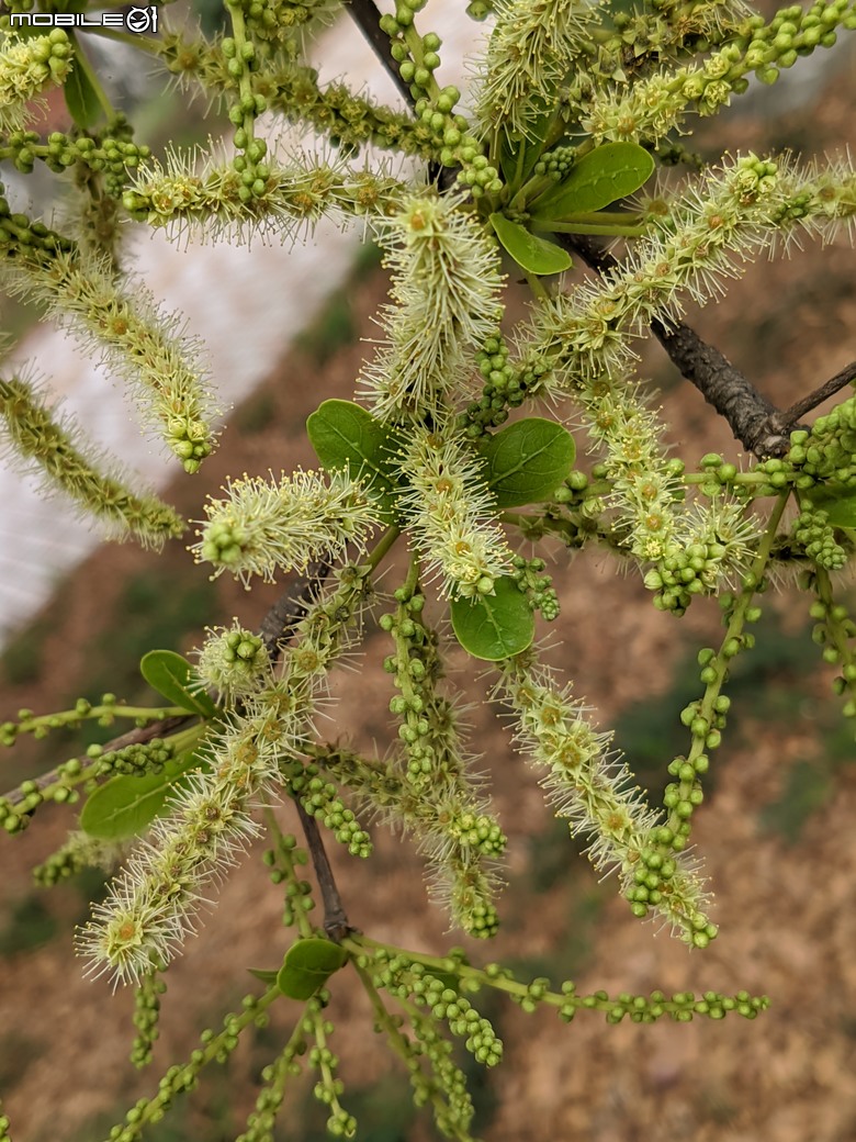 小葉欖仁+木麻黃+茄苳樹雄花+花旗木 台南市安平區湖濱水鳥公園 03/09