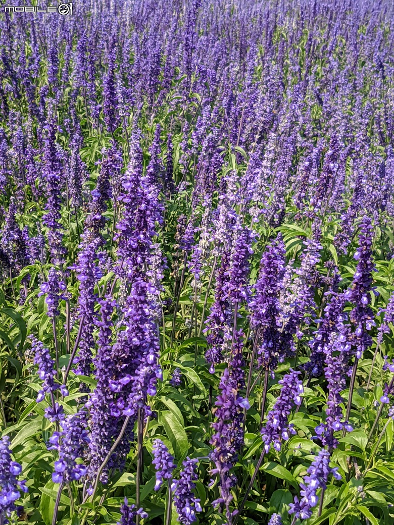 蜀葵花 臺南市學甲區光華里 03/17