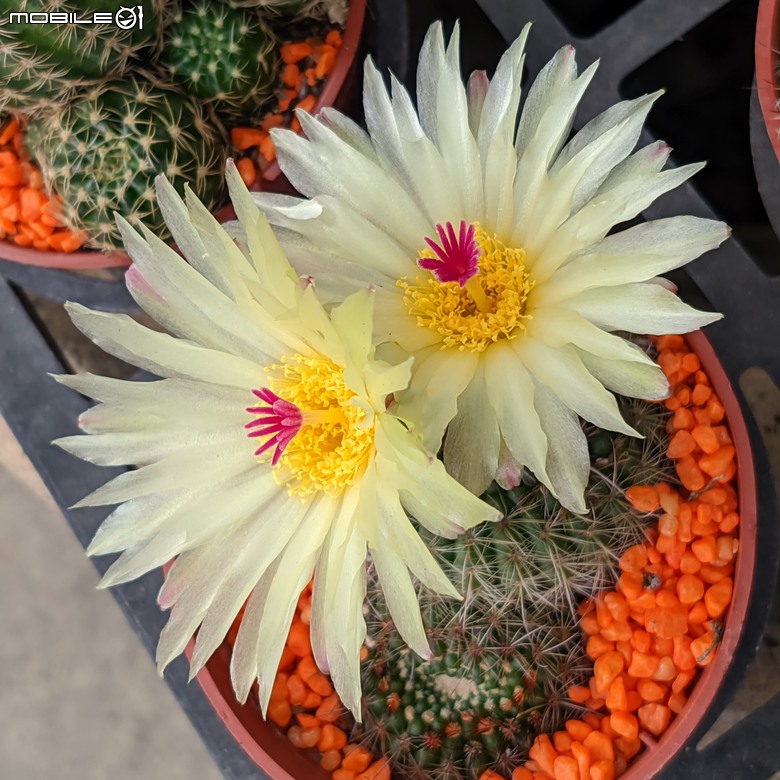 多肉開花+大飛燕草+杜虹花 台南市歸仁區七甲花卉區 03/24