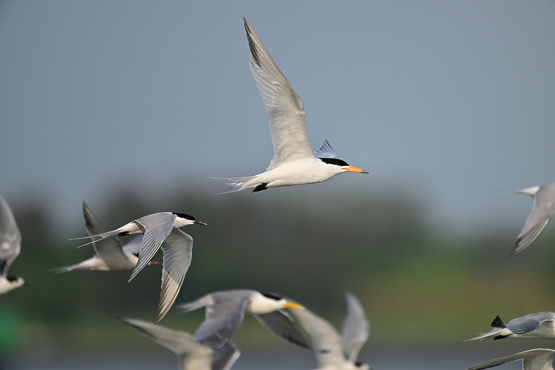 神話之鳥黑嘴端鳳頭燕鷗在高雄汕尾出現約24分鐘，2024年3月30日從下午3:55出現至4:19離開。