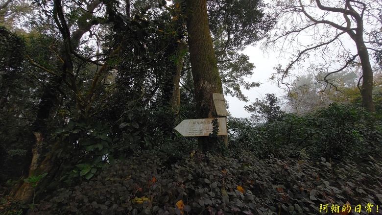 [苗栗 三義 大湖] 出關古道聖關段 關刀山 一日雙小百岳