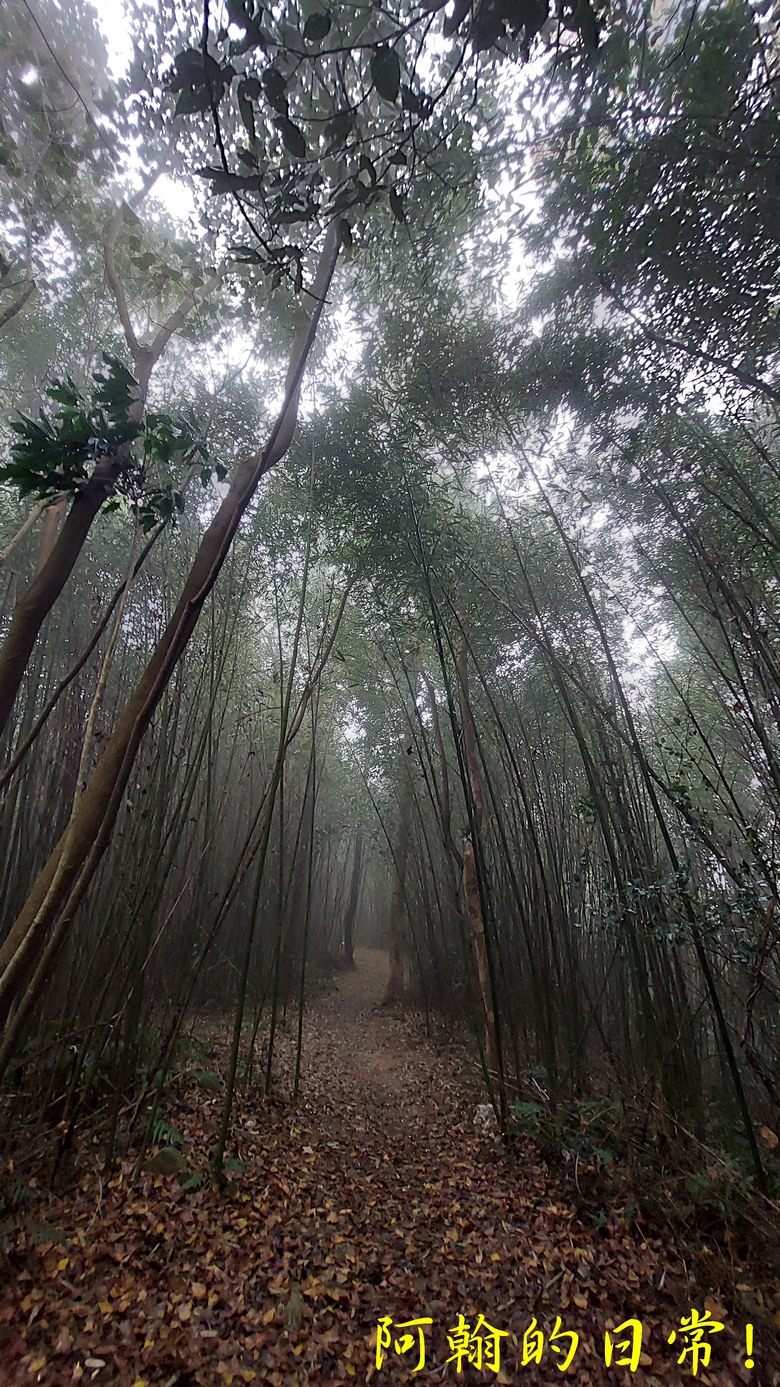 [苗栗 三義 大湖] 出關古道聖關段 關刀山 一日雙小百岳