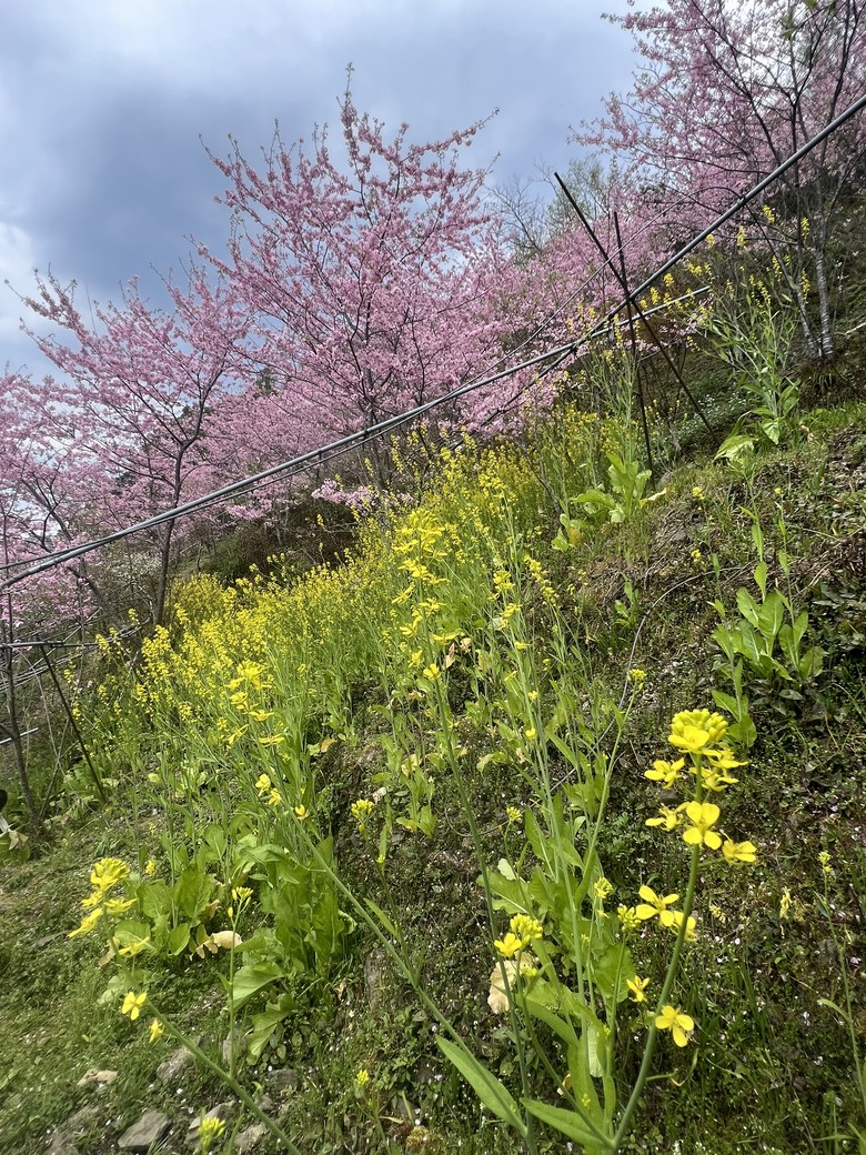 錢龍年春訪櫻花: