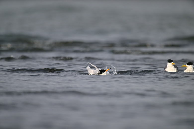 神話之鳥黑嘴端鳳頭燕鷗在高雄汕尾出現約24分鐘，2024年3月30日從下午3:55出現至4:19離開。