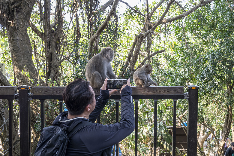 點我看大圖 假日半日遊-高雄柴山O型縱走