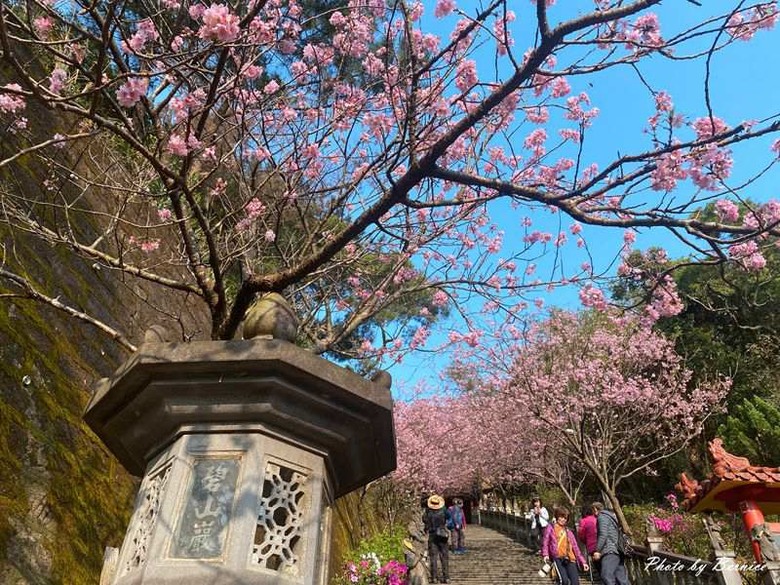 碧山巖櫻花隧道~滿開中的粉紅風暴來襲