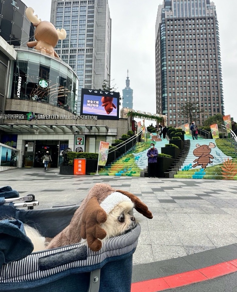 MILU寵物夜行，毛孩的道路安全值得被注意🐕