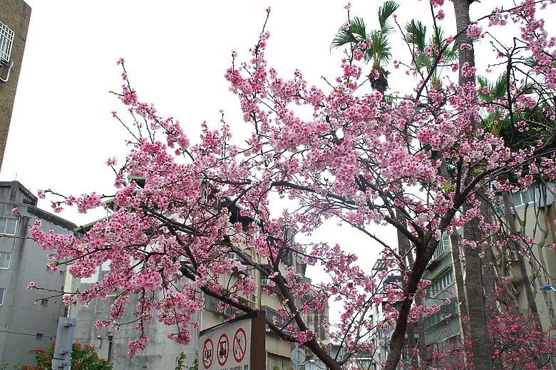 點我看大圖