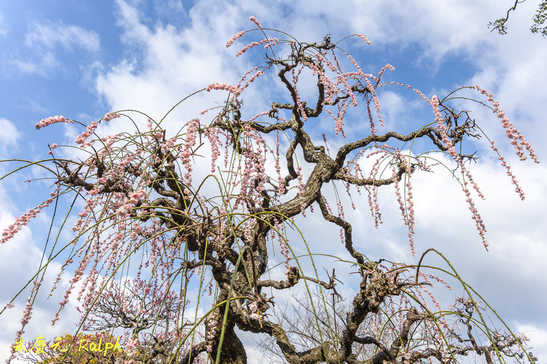 我的 R8+RF 24-50mm