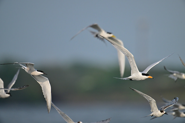 神話之鳥黑嘴端鳳頭燕鷗在高雄汕尾出現約24分鐘，2024年3月30日從下午3:55出現至4:19離開。