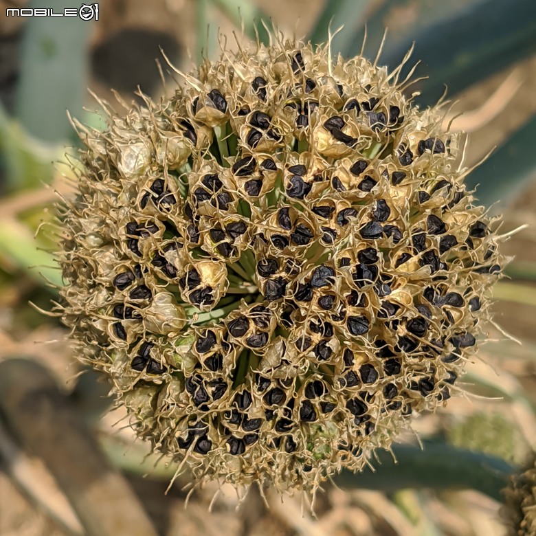 麝香木+花旗木+蔥花 台南市西港區金沙里新寮 03/17
