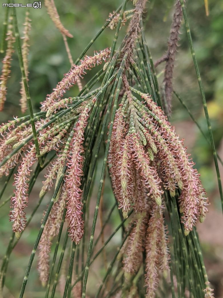 小葉欖仁+木麻黃+茄苳樹雄花+花旗木 台南市安平區湖濱水鳥公園 03/09