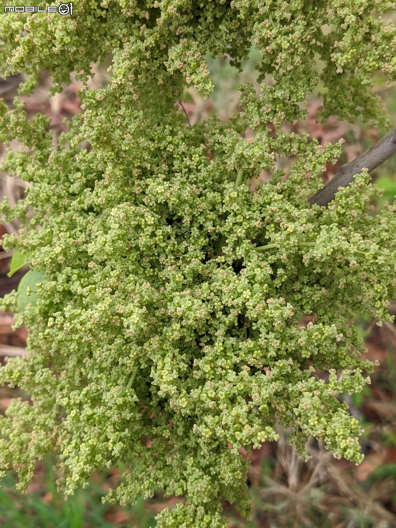 小葉欖仁+木麻黃+茄苳樹雄花+花旗木 台南市安平區湖濱水鳥公園 03/09