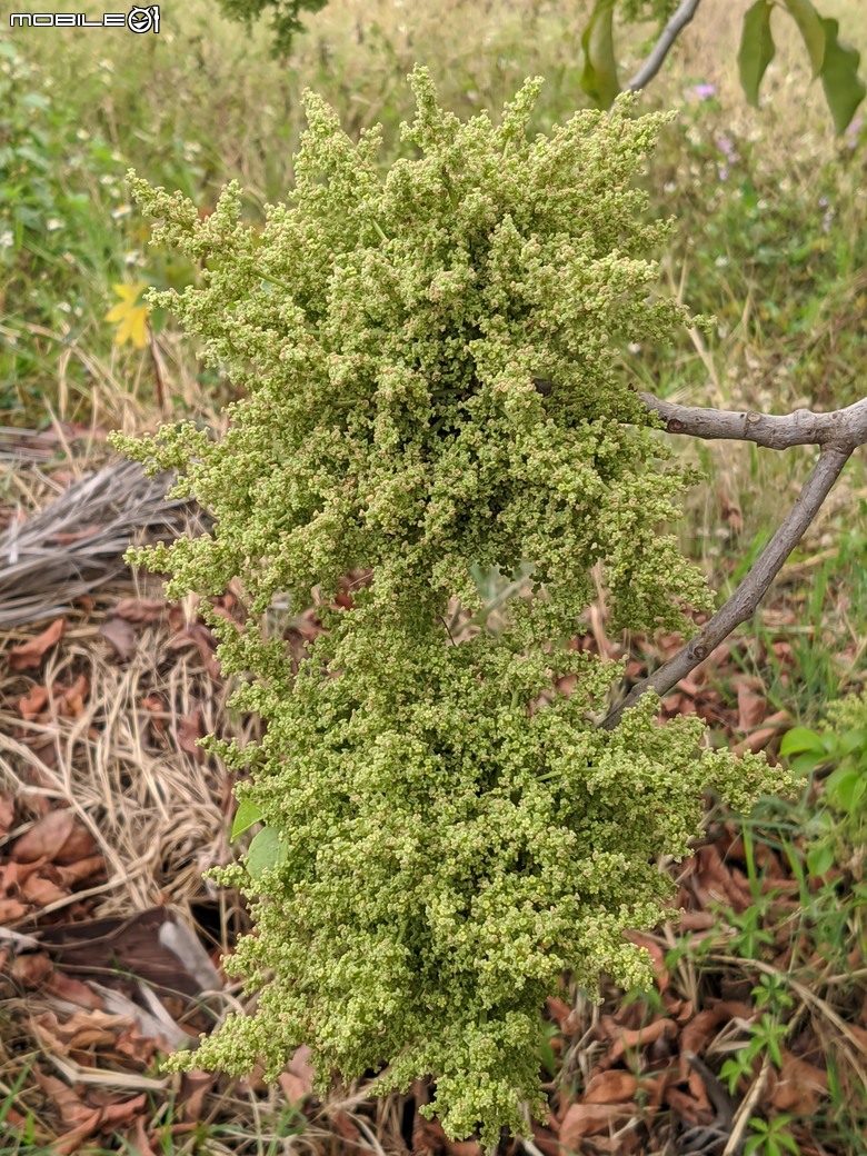 小葉欖仁+木麻黃+茄苳樹雄花+花旗木 台南市安平區湖濱水鳥公園 03/09