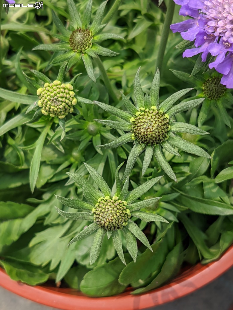 蘿貝利亞+松蟲草 台南市歸仁區七甲花卉區 03/10