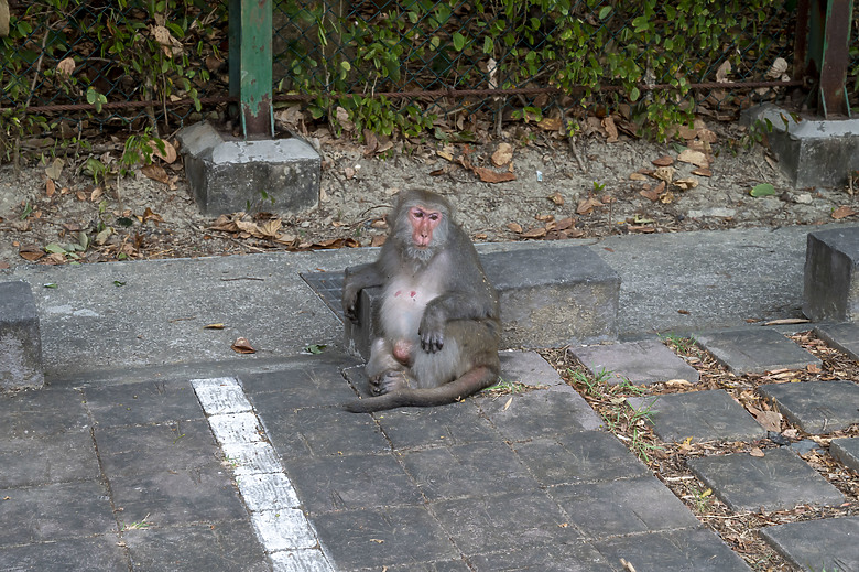 點我看大圖 假日半日遊-高雄柴山O型縱走