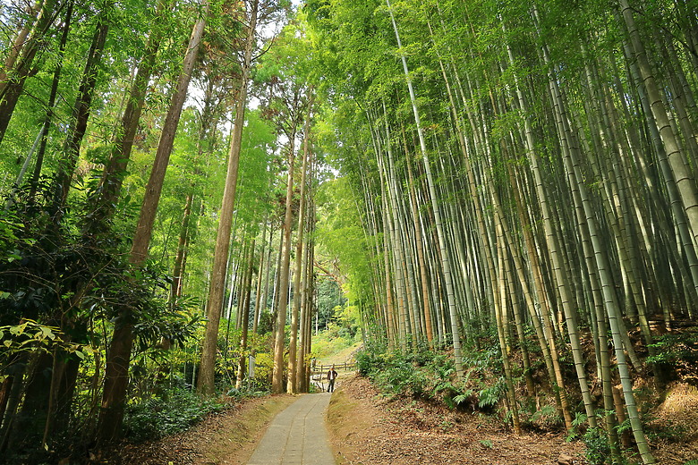 (映像旅行) 與可愛虎將一起大啖和牛賞楓紅in日本佐賀 feat.台灣虎航