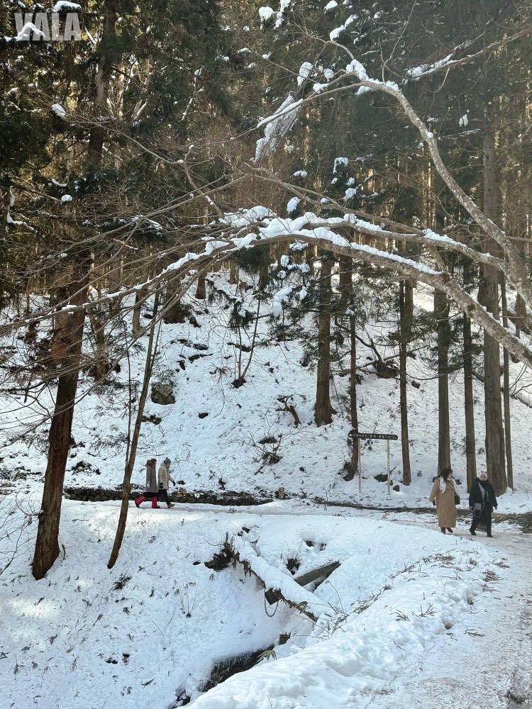 地獄谷野苑公苑。看雪猴泡湯泡溫泉真的好療癒。最淺顯易懂交通攻略