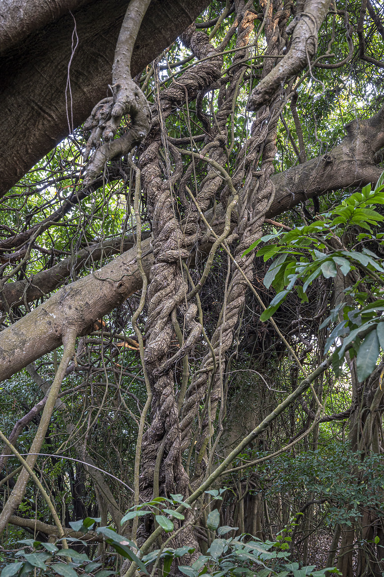 點我看大圖 假日半日遊-高雄柴山O型縱走