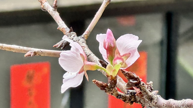 陽台的櫻花開花